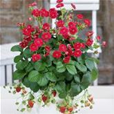 Rosen-Erdbeere 'Summer Breeze Rose' F1