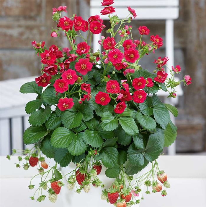 Rosen-Erdbeere 'Summer Breeze Rose' F1