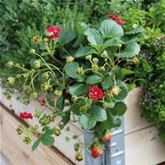 Rosen-Erdbeere 'Summer Breeze Rose' F1