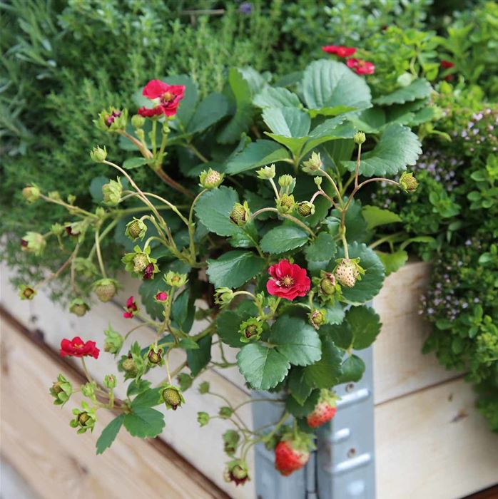 Rosen-Erdbeere 'Summer Breeze Rose' F1