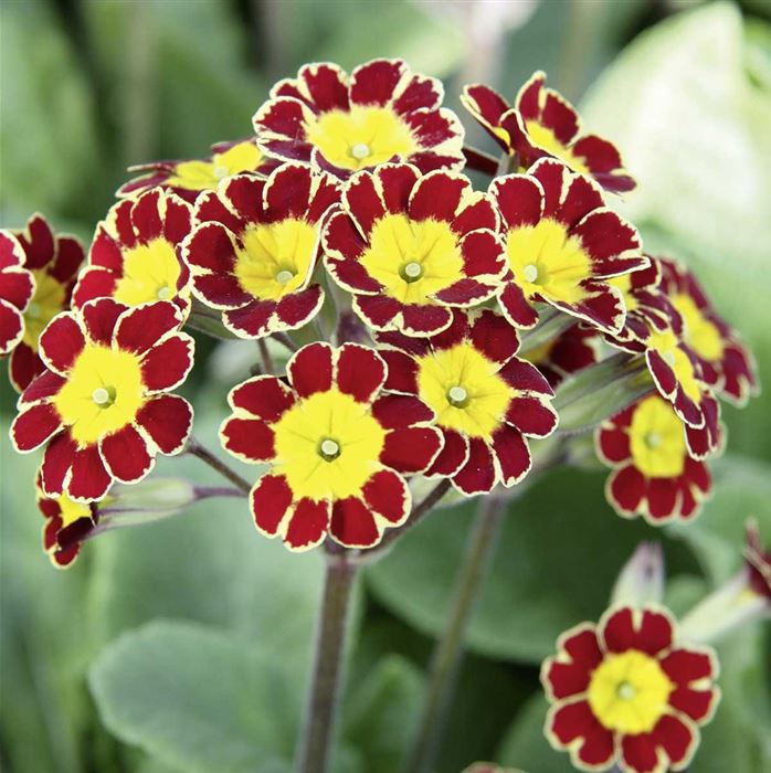 Kronen-Primel 'Victoriana Red'