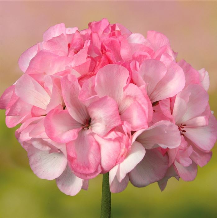 Geranie 'Grandeur® Power Blush®'