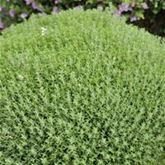 Kugel-Thymian 'Fredo'