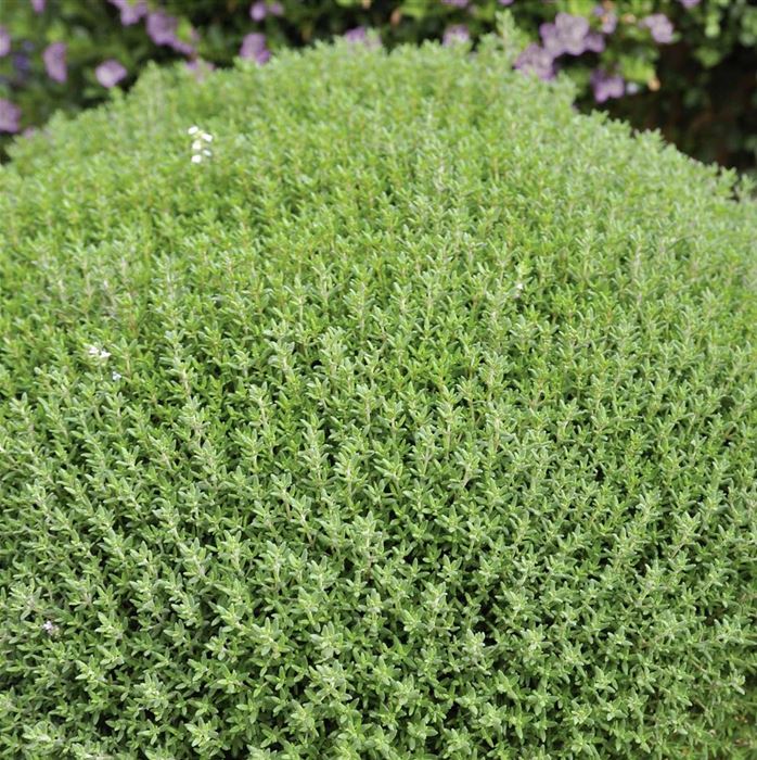 Kugel-Thymian 'Fredo'