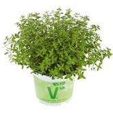 Kugel-Thymian 'Fredo'