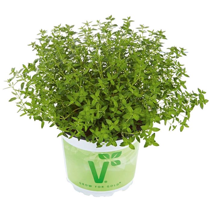 Kugel-Thymian 'Fredo'