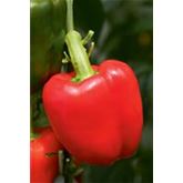 Block-Paprika 'Beluga® Red' F1