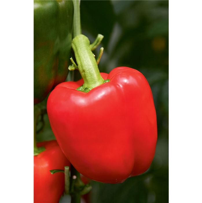 Block-Paprika 'Beluga® Red' F1