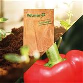 Block-Paprika 'Beluga® Red' F1