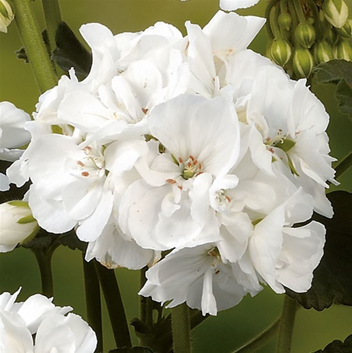 Geranie 'Grandeur® Power White'