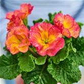 Rosen-Primel 'Girl's Delight Pink Shades'