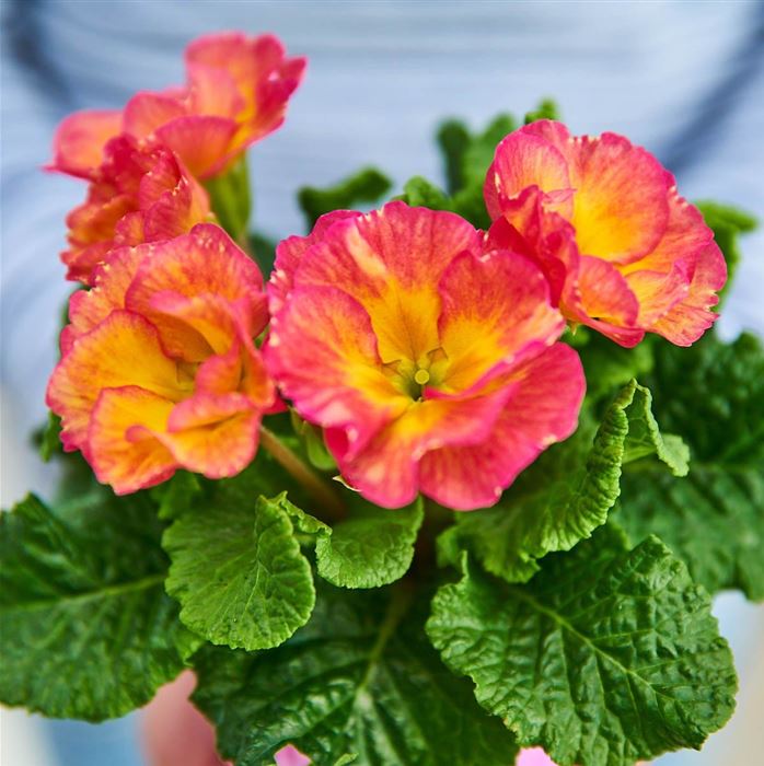 Rosen-Primel 'Girl's Delight Pink Shades'