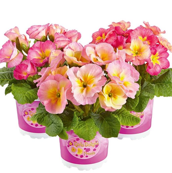 Rosen-Primel 'Girl's Delight Pink Shades'