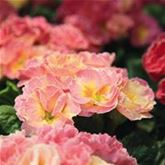 Rosen-Primel 'Girl's Delight Pink Shades'