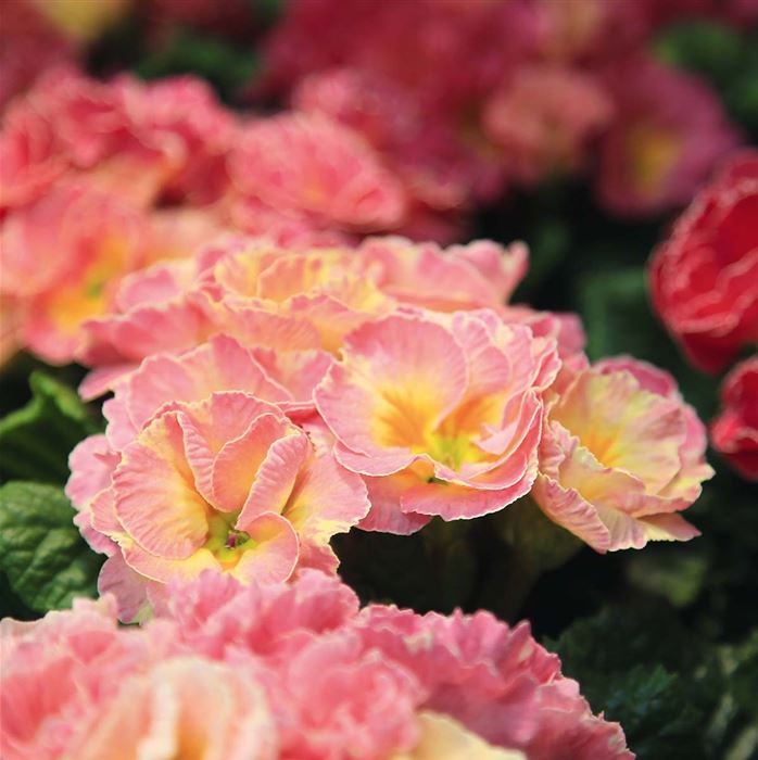 Rosen-Primel 'Girl's Delight Pink Shades'