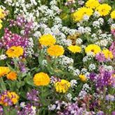 Blumenmischung 'Einhorn-Blumen-Mix'