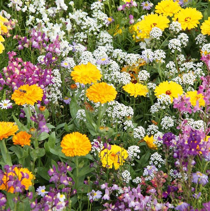 Blumenmischung 'Einhorn-Blumen-Mix'