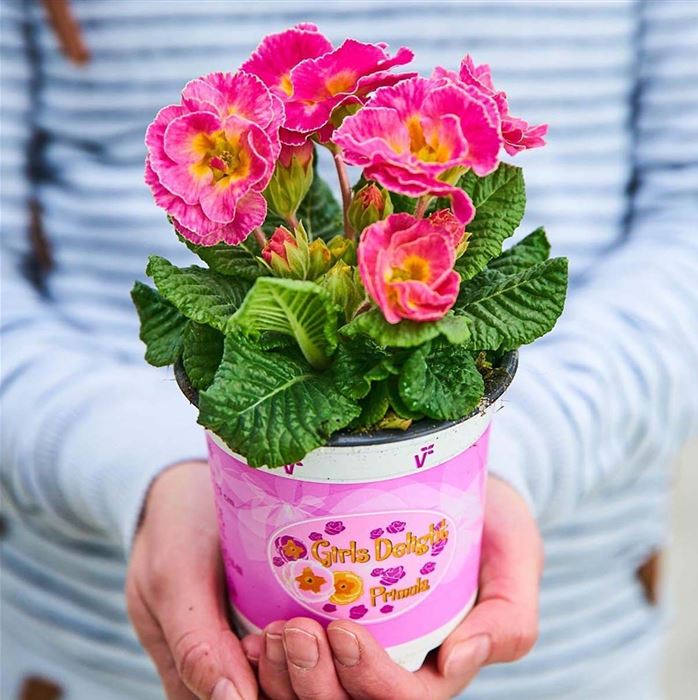 Rosen-Primel 'Girl's Delight Pink Shades'