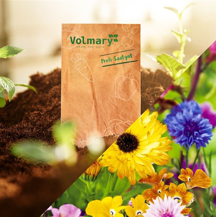 Blumenmischung 'Einhorn-Blumen-Mix'