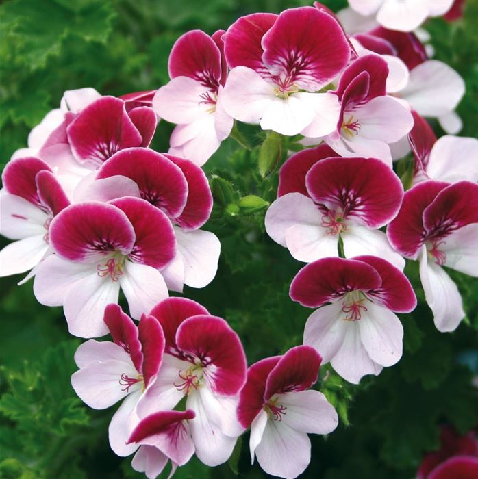 Geranie PAC® 'Angeleyes® Bicolor'