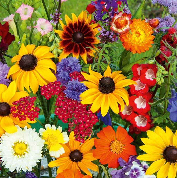 Blumenmischung 'Schmetterlings-Garten'