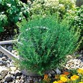 Rosmarin 'Blue Winter'