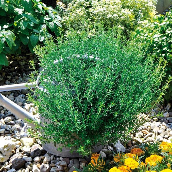 Rosmarin 'Blue Winter'