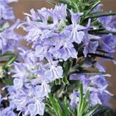 Rosmarin 'Blue Winter'