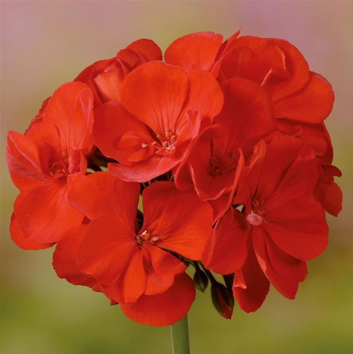 Geranien Power-Selektion 'Grandeur® Power Red'