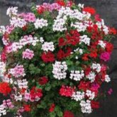 Geranien-Mix 'Gerainbow®'