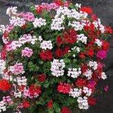 Geranien-Mix 'Gerainbow®'