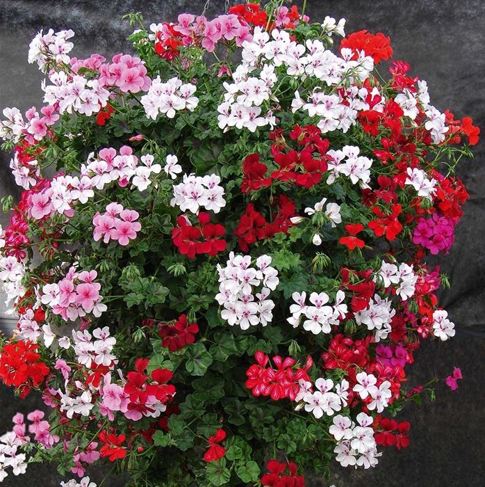 Geranien-Mix 'Gerainbow®'