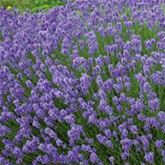 Lavendel 'Scents of Summer®'