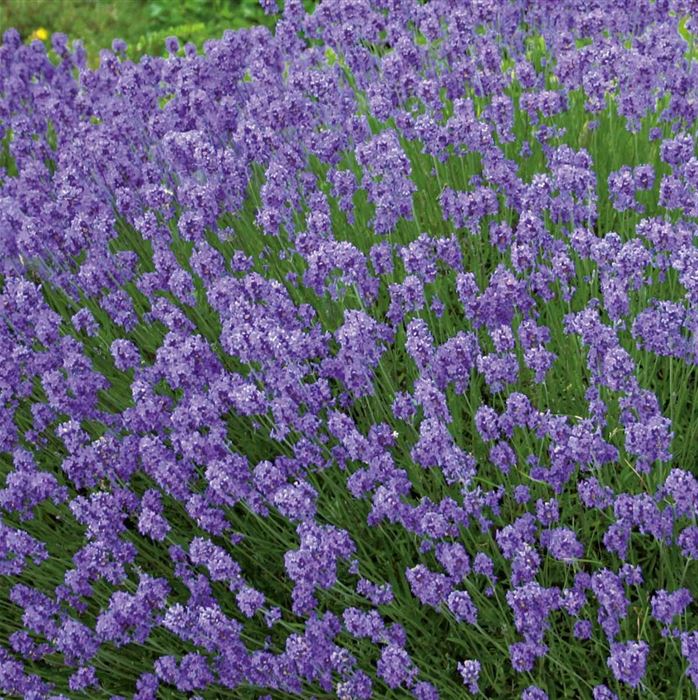 Lavendel 'Scents of Summer®'