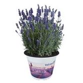 Lavendel 'Scents of Summer®'