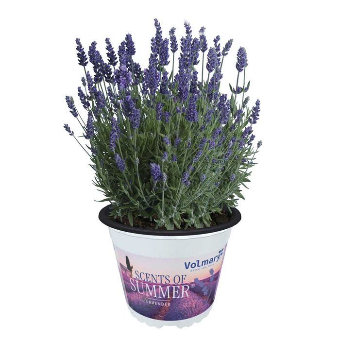 Lavendel 'Scents of Summer®'