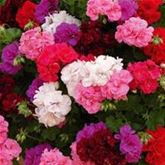 Geranien-Mix 'Grandeur® Ivy'