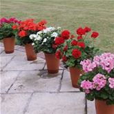 Geranien-Mix 'Grandeur® Ivy'