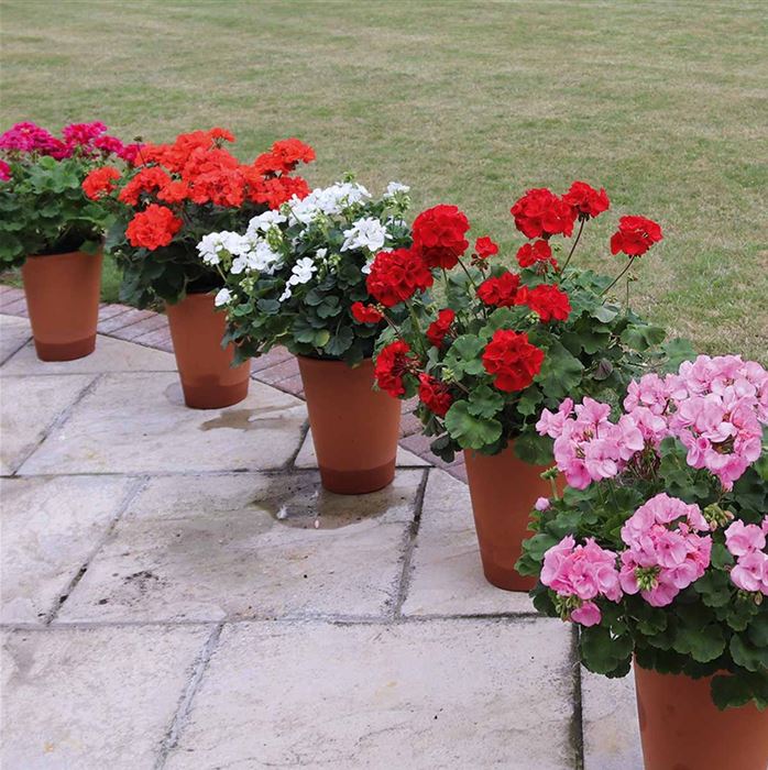 Geranien-Mix 'Grandeur® Ivy'