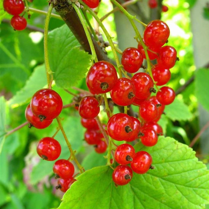 Rote Johannisbeere 'Summer Pearls® Red' (Junifer)