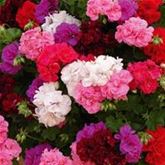 Geranien-Mix 'Grandeur® Ivy'