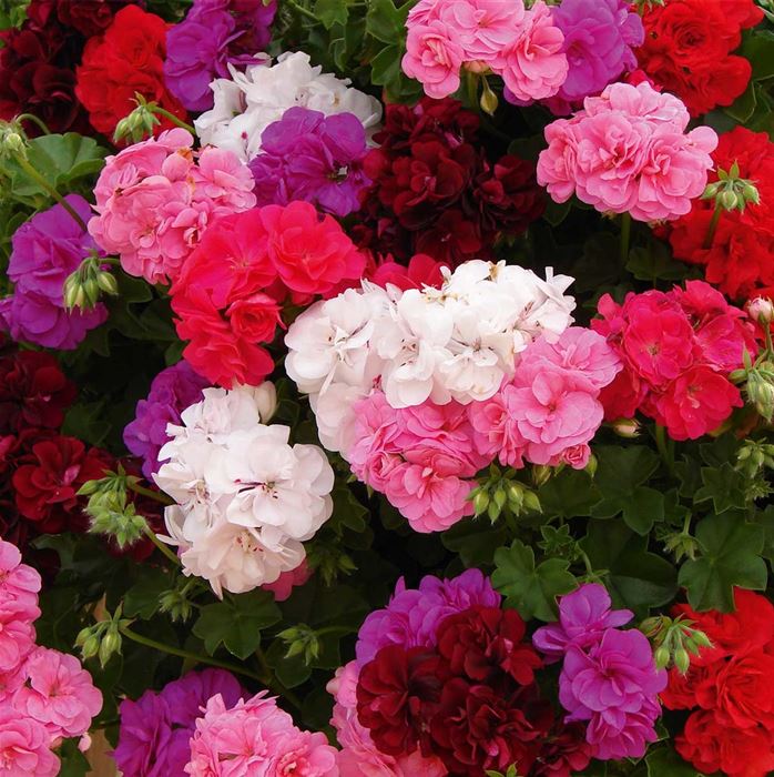 Geranien-Mix 'Grandeur® Ivy'