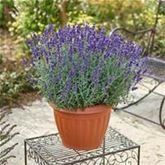 Lavendel 'Vienco® Purple' Lavendel 'Vienco® Purple'