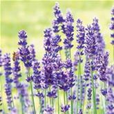 Lavendel 'Vienco® Purple' Lavendel 'Vienco® Purple'