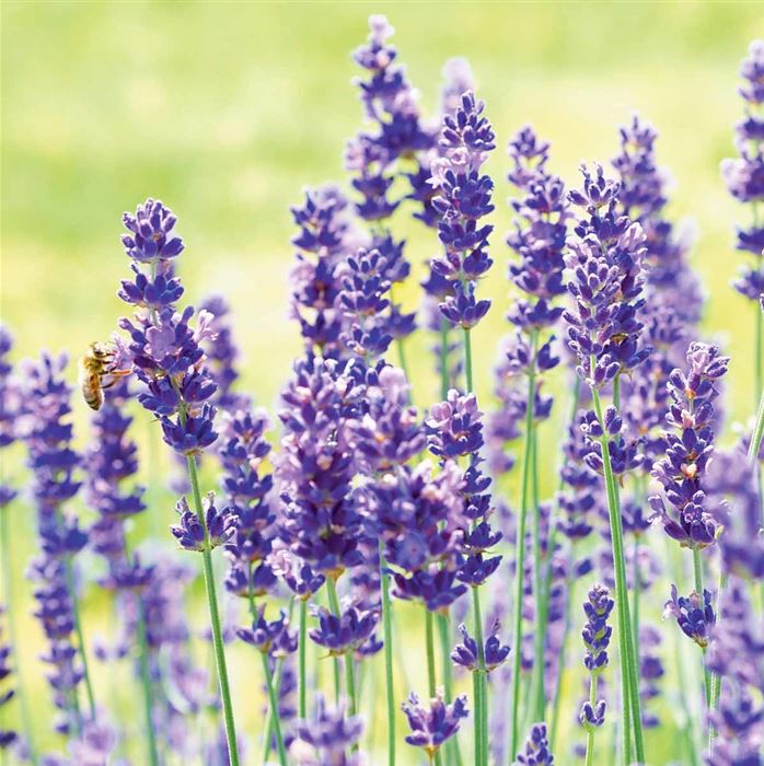 Lavendel 'Vienco® Purple' Lavendel 'Vienco® Purple'