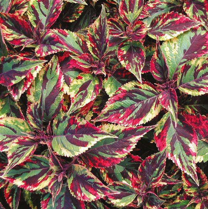 Buntnessel 'Copa® Combat'