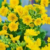 Gold-Schlüsselblume 'Solaris® Gold'