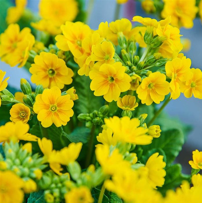 Gold-Schlüsselblume 'Solaris® Gold'