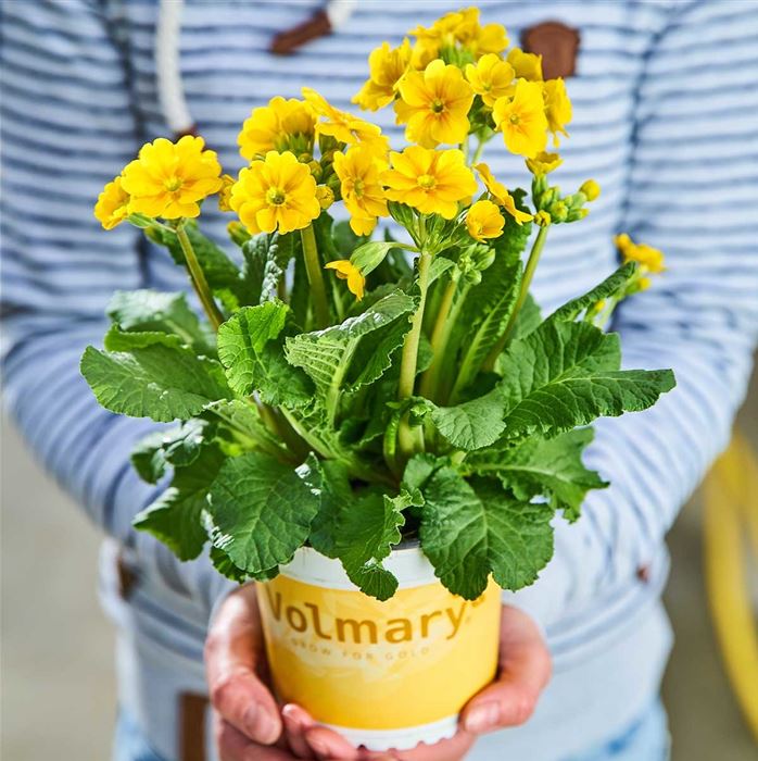 Gold-Schlüsselblume 'Solaris® Gold'