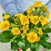 Gold-Schlüsselblume 'Solaris® Gold'